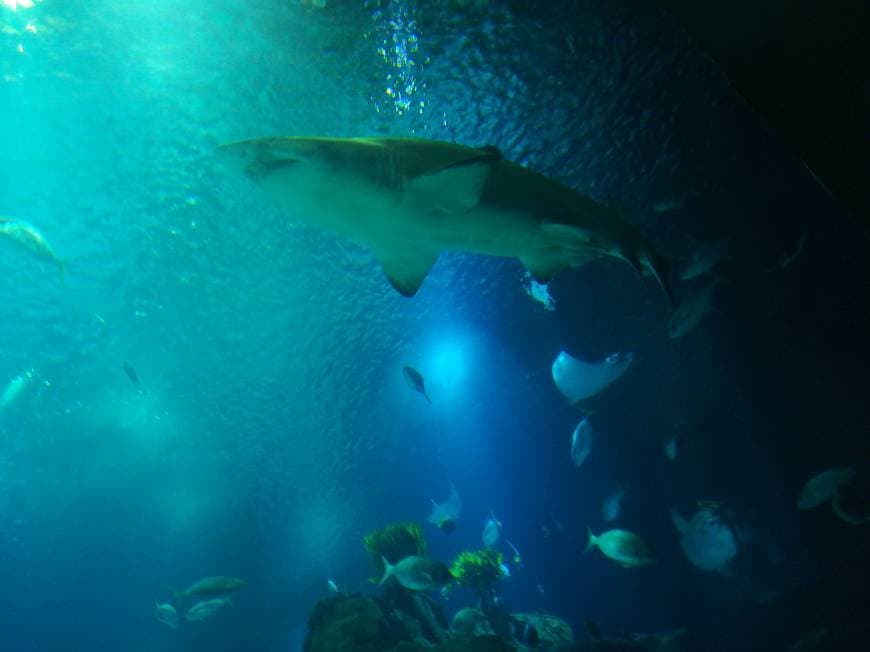 Lugar Oceanario de Lisboa