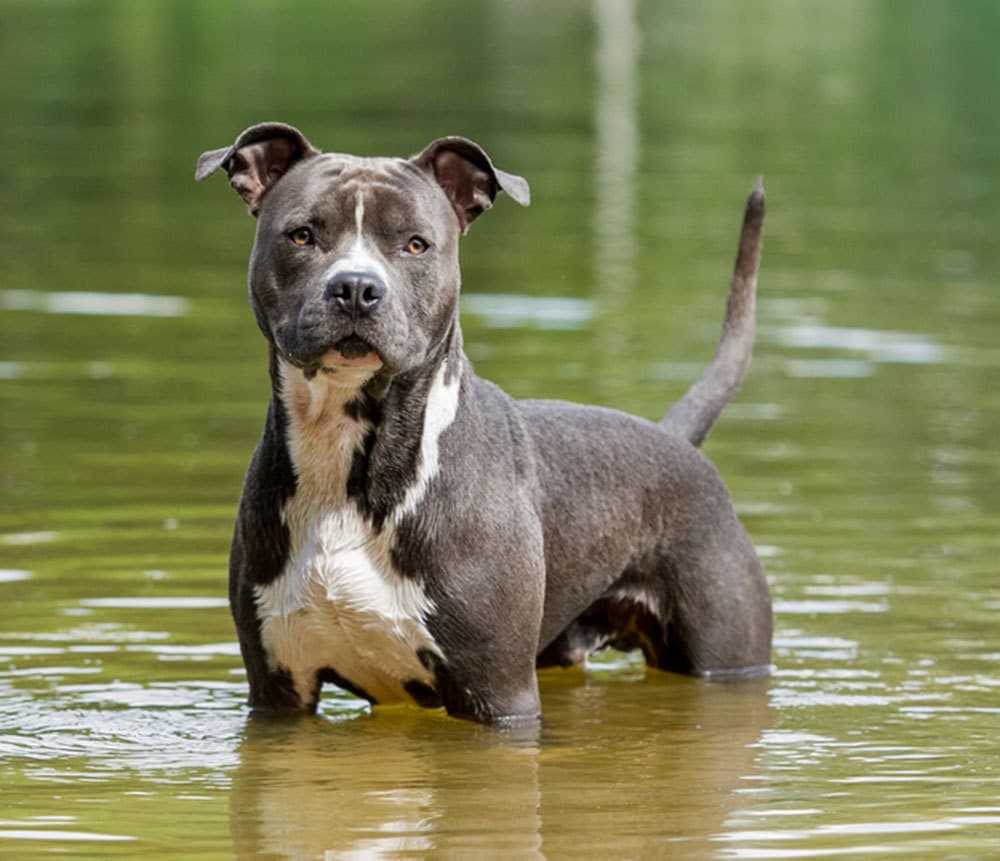 Fashion American staffordshire terrier