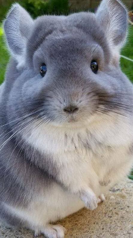 Fashion Chinchilla