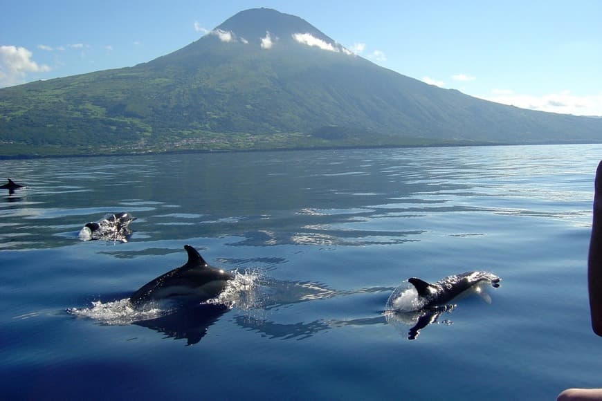 Lugar Ilha do Pico