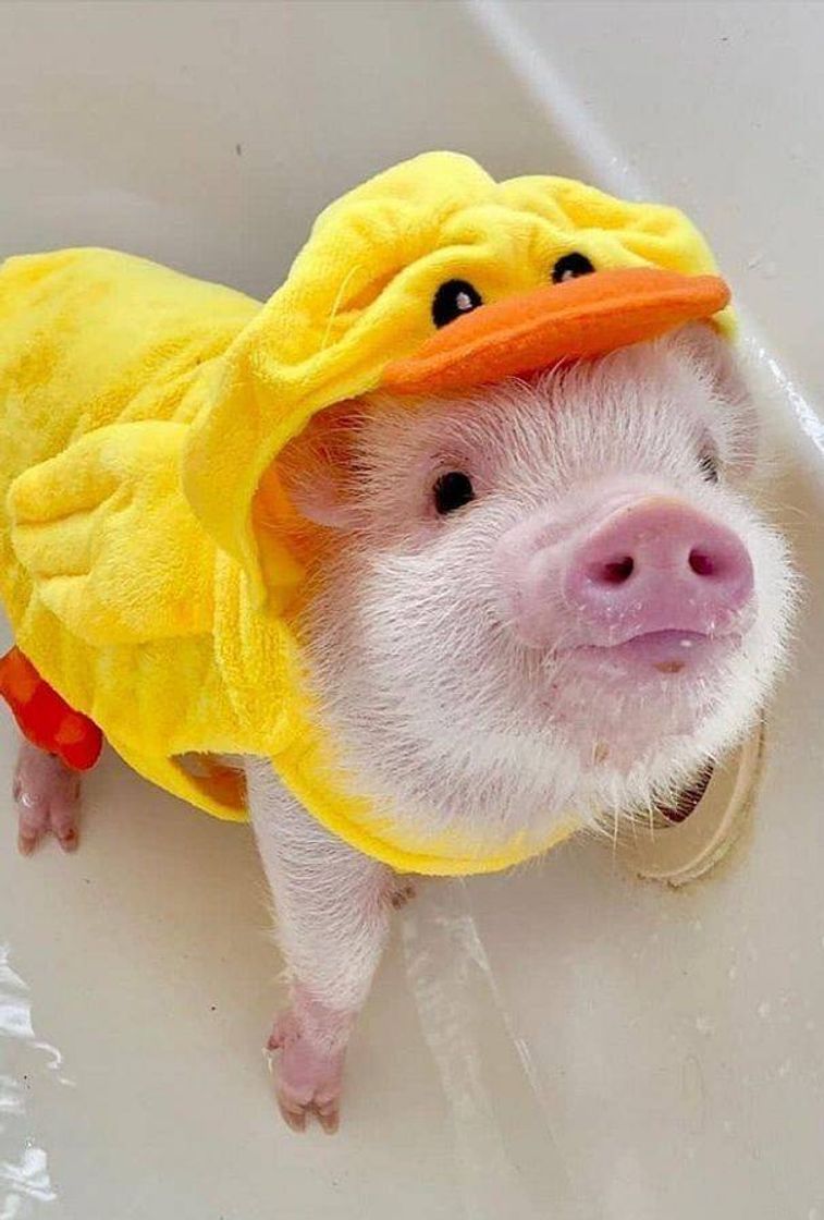 Fashion Pet pig 🐷