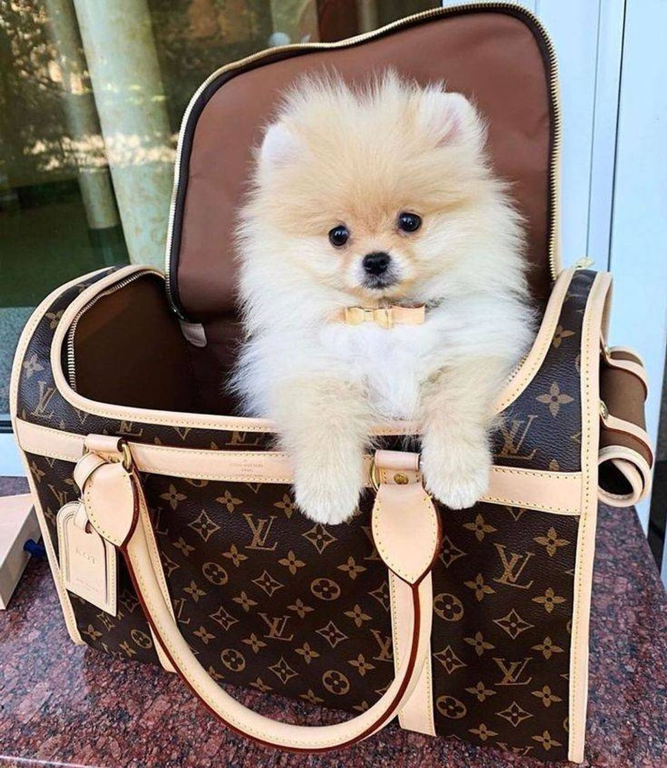 Fashion So cute 😍🐶