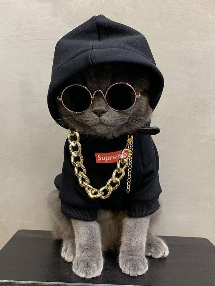 Fashion Cat🐈