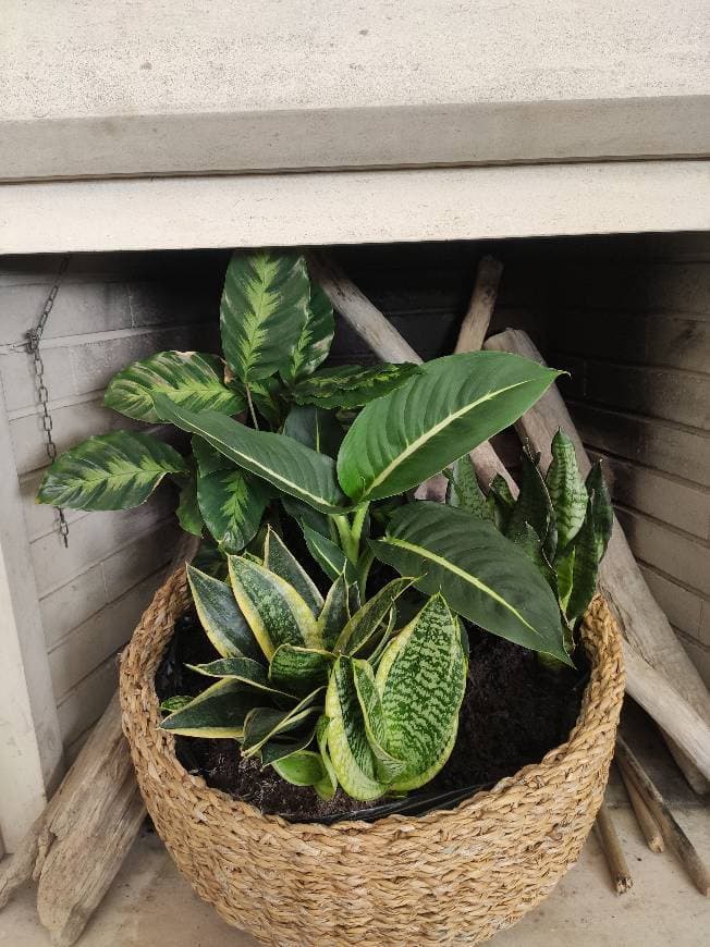 Moda Calathea