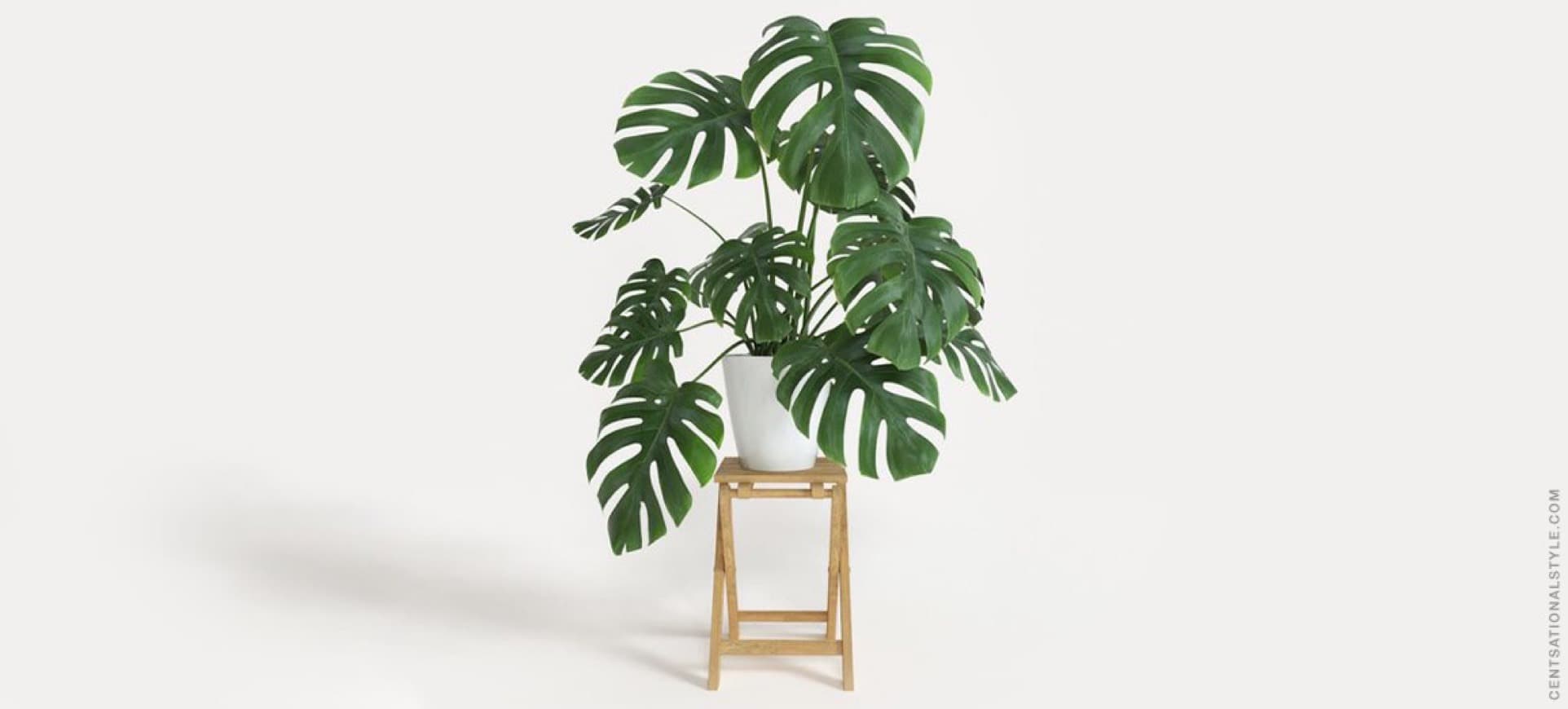 Fashion Monstera Deliciosa Plant - Growing Care and Propagation ...