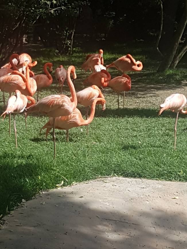 Lugar Jardim Zoológico de Lisboa