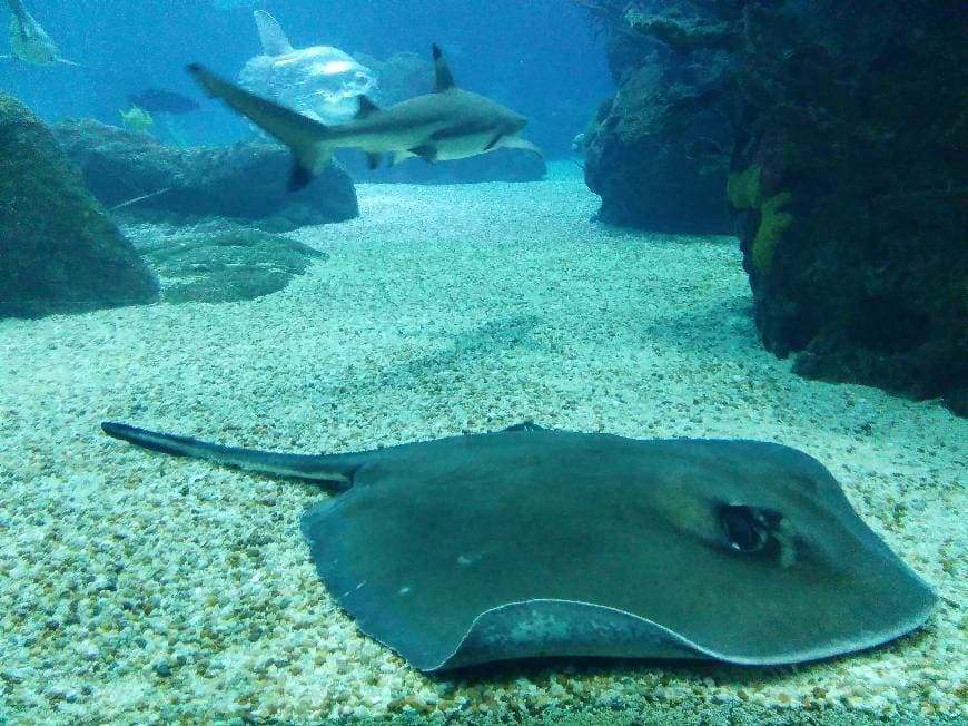 Place Oceanário de Lisboa