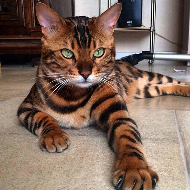 Moda Gato Bengal 