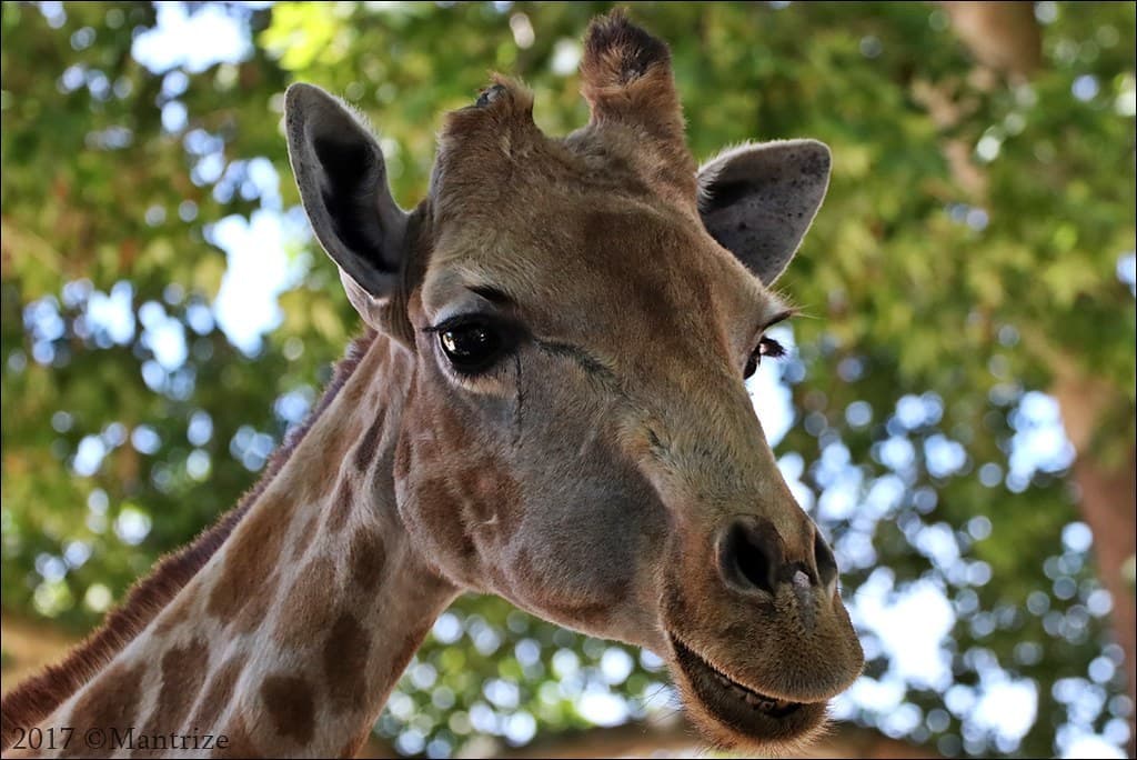 Lugar Jardim Zoológico de Lisboa