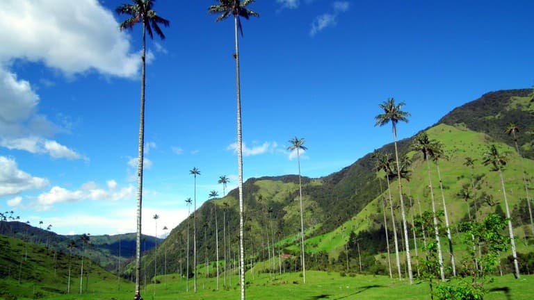 Restaurantes Valle Del Cocora