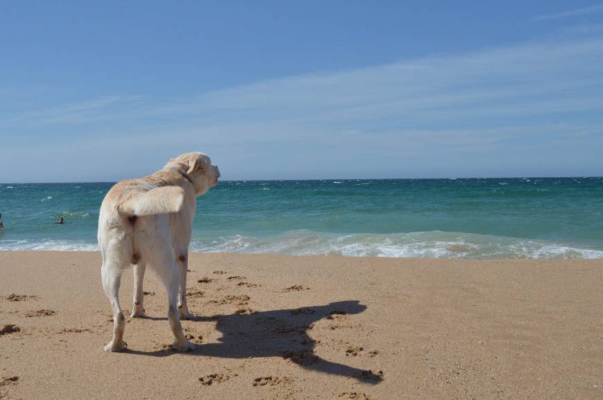 Place Praia das Maçãs