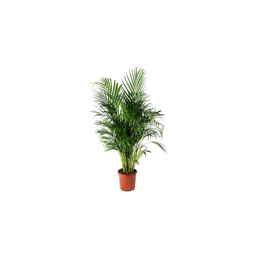 Product Areca Plant