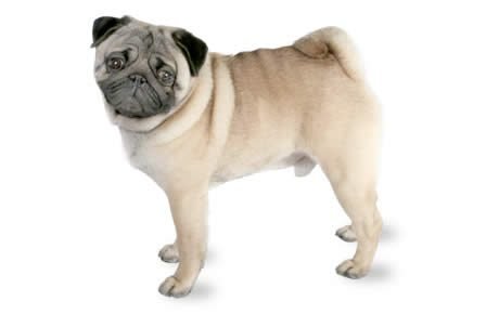 Fashion Pug Dog Breed Profile | Petfinder