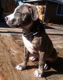 Fashion Pit bull - Wikipedia