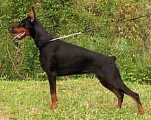 Fashion Dobermann - Wikipedia