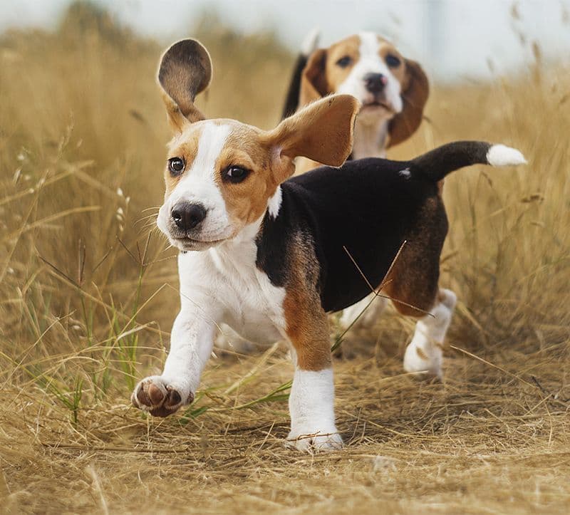 Fashion Beagle 