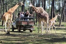 Lugar Badoca Safari Park