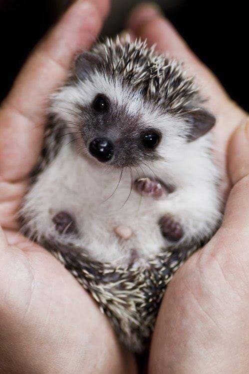 Fashion Baby hedgehog 💛