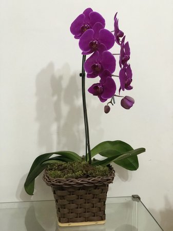 Producto Orquídeas