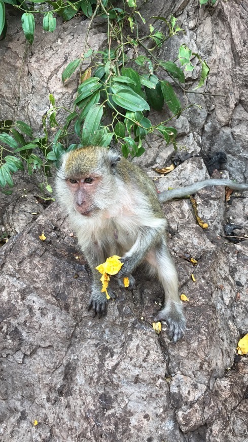 Lugar Monkey Cave