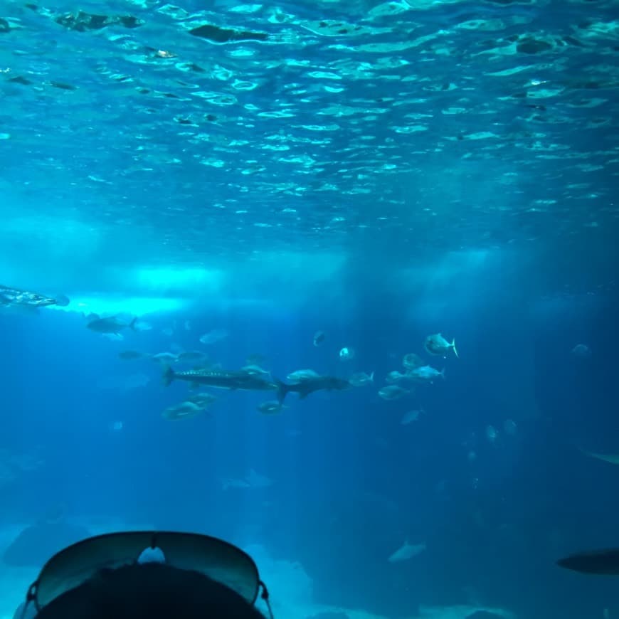 Lugar Oceanario de Lisboa