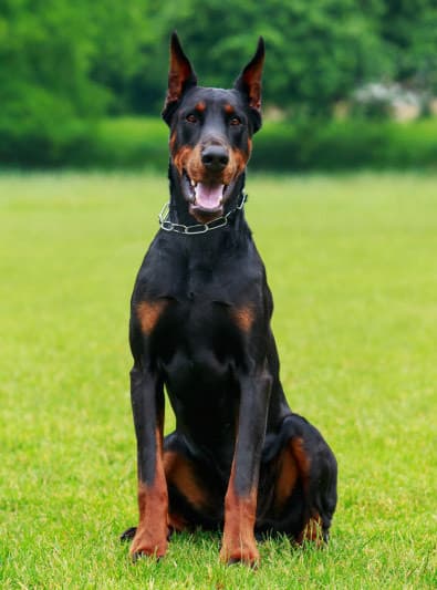 Moda Doberman