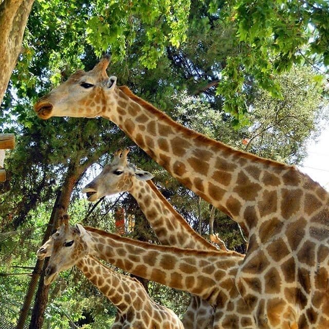 Lugar Jardim Zoológico de Lisboa