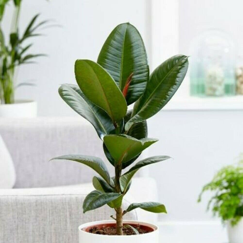 Product Ficus Elastica 