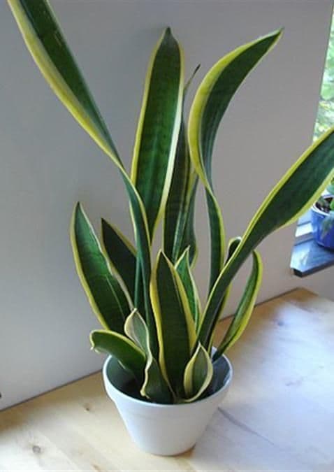 Fashion Sansevieria Laurenti