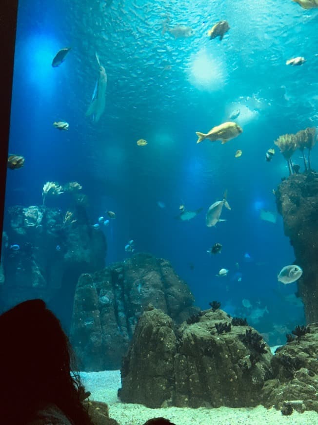 Lugar Oceanario de Lisboa