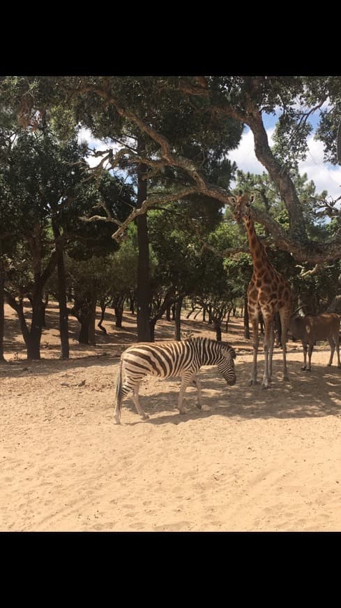 Lugar Badoca Safari Park