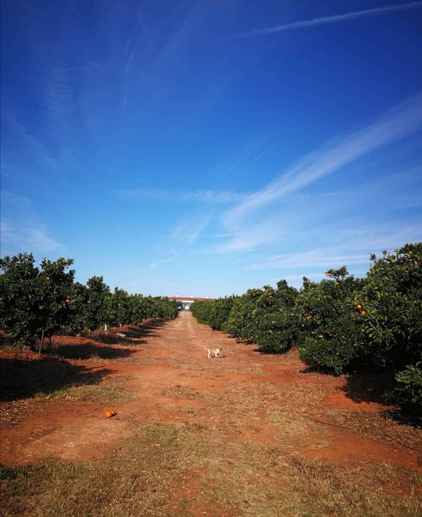 Place Quinta dos Perfumes Agroturismo