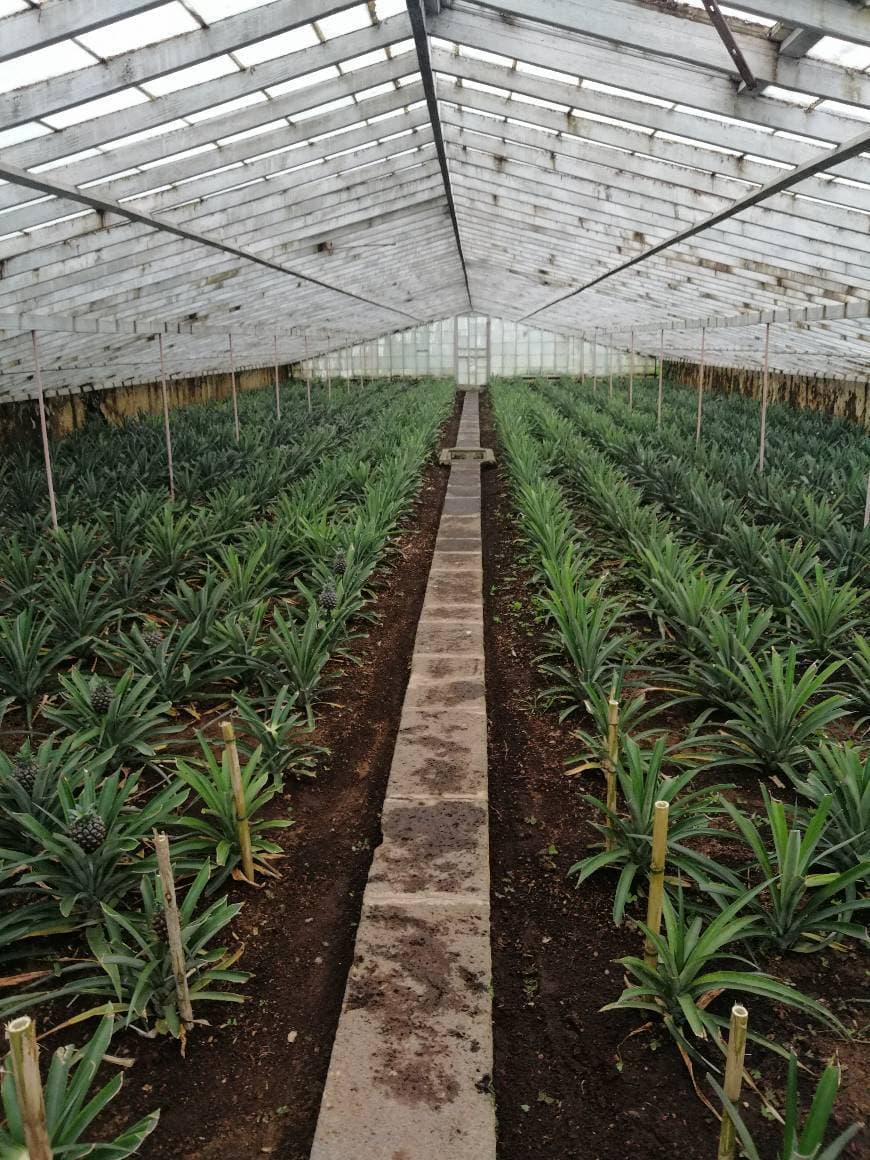 Lugar Plantação de Ananás dos Açores