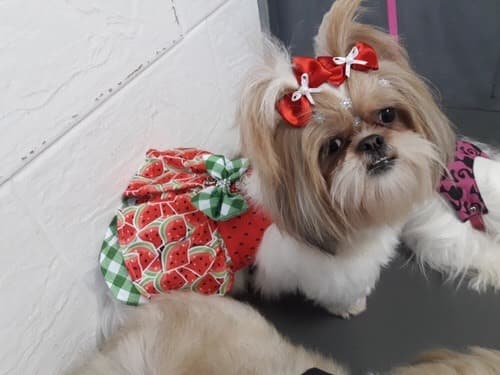 Moda Vestido Magali Com Guia Dog Cleim Para Cães E Gatos