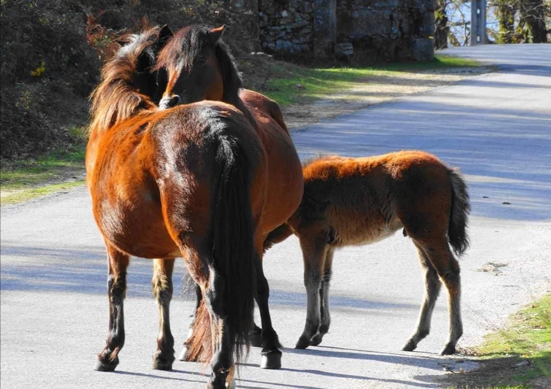 Lugar Campo do Gerês