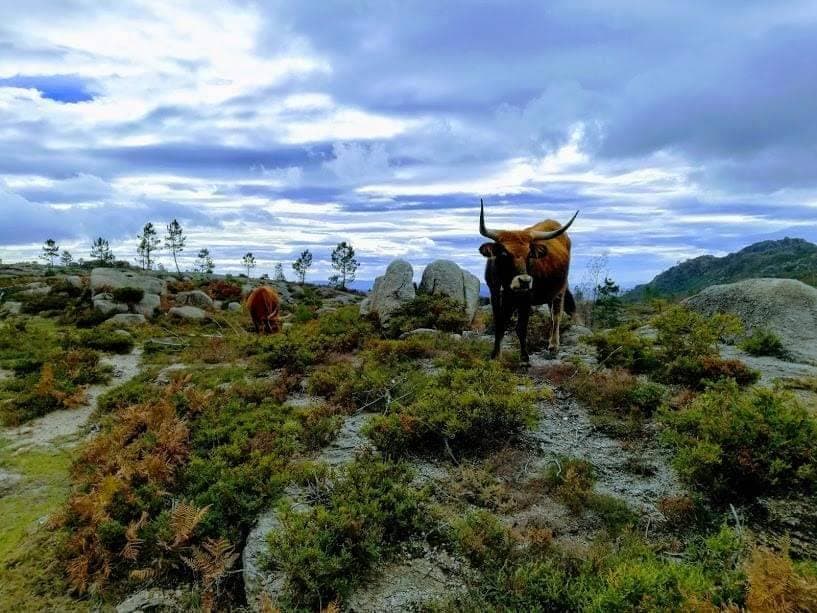 Lugar Campo do Gerês