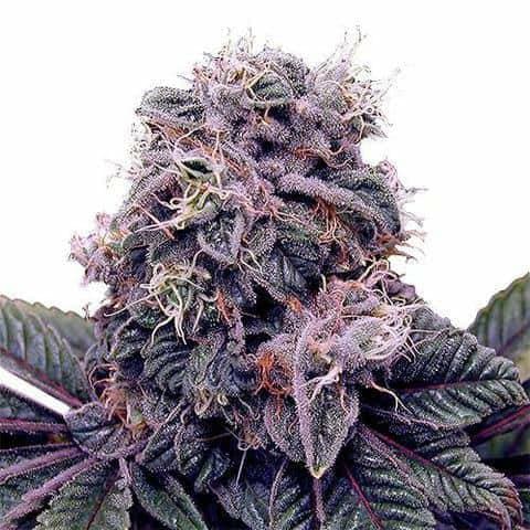 Producto Blackberry Kush