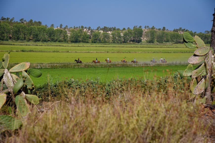 Place Cavalos na Areia