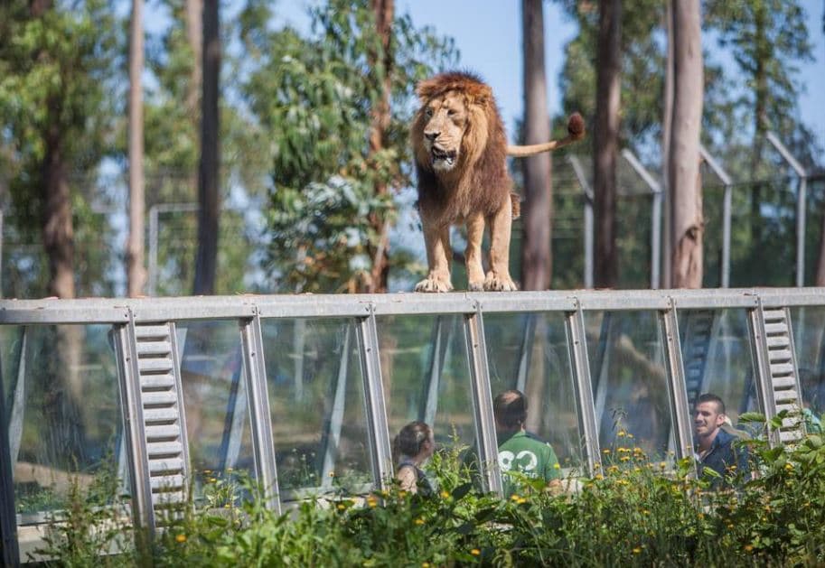 Lugar ZOO Santo Inácio