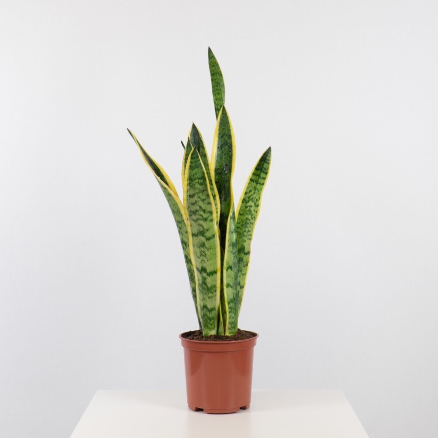 Product Sansevieria laurentii