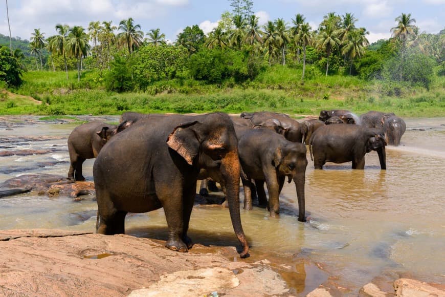 Lugar Wilpattu Safari Camp