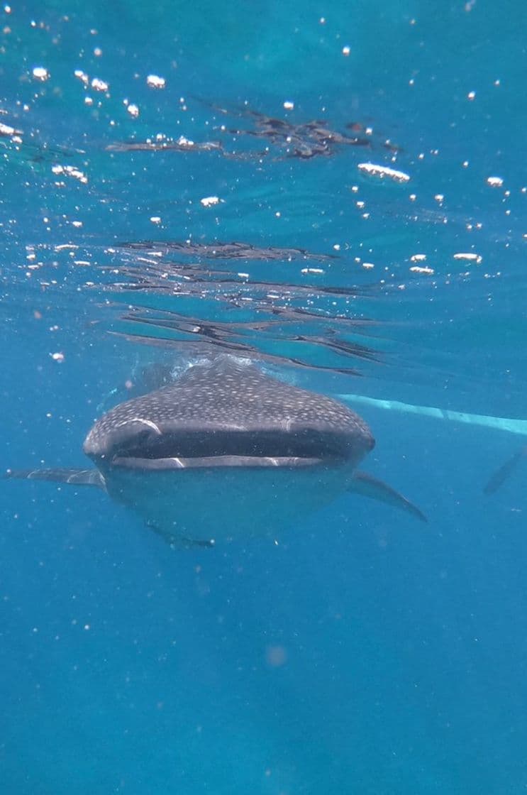 Lugar Oslob Whale Shark Watching