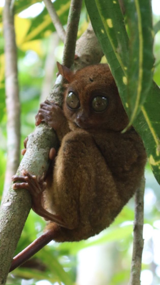 Lugar Tarsier Conservation Area