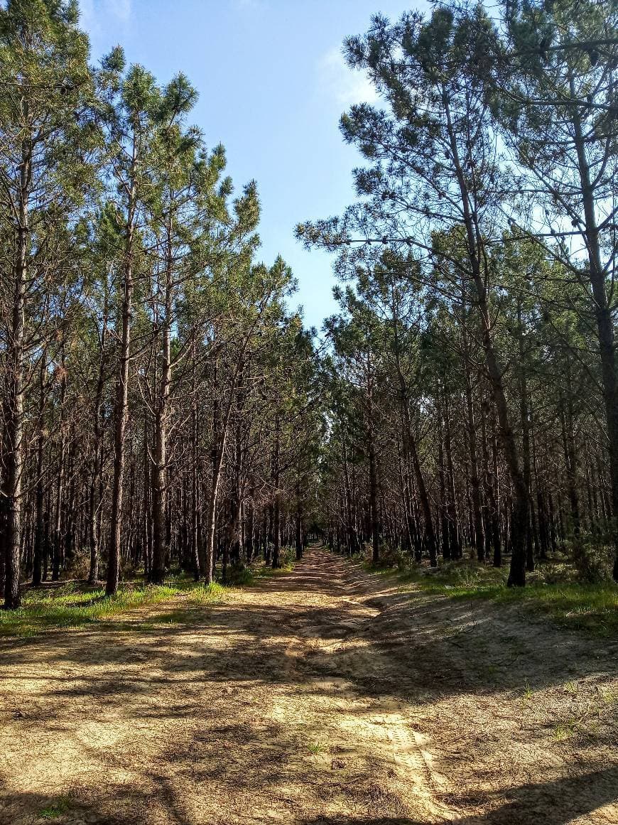 Lugar Dino Parque Lourinhã