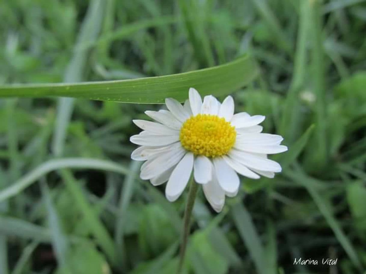 Moda Flor