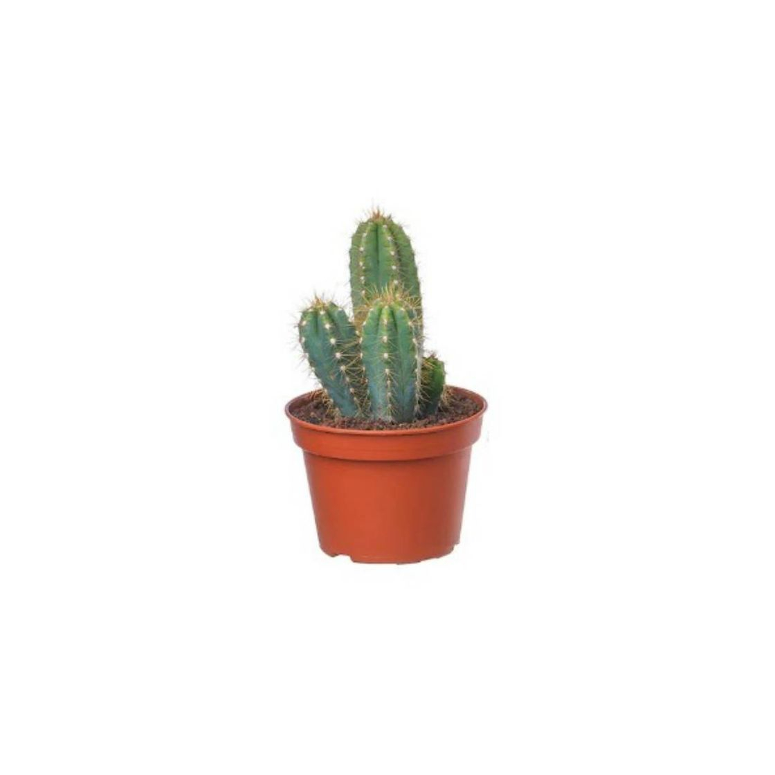 Producto PLANTA IKEA • CACTACEAE