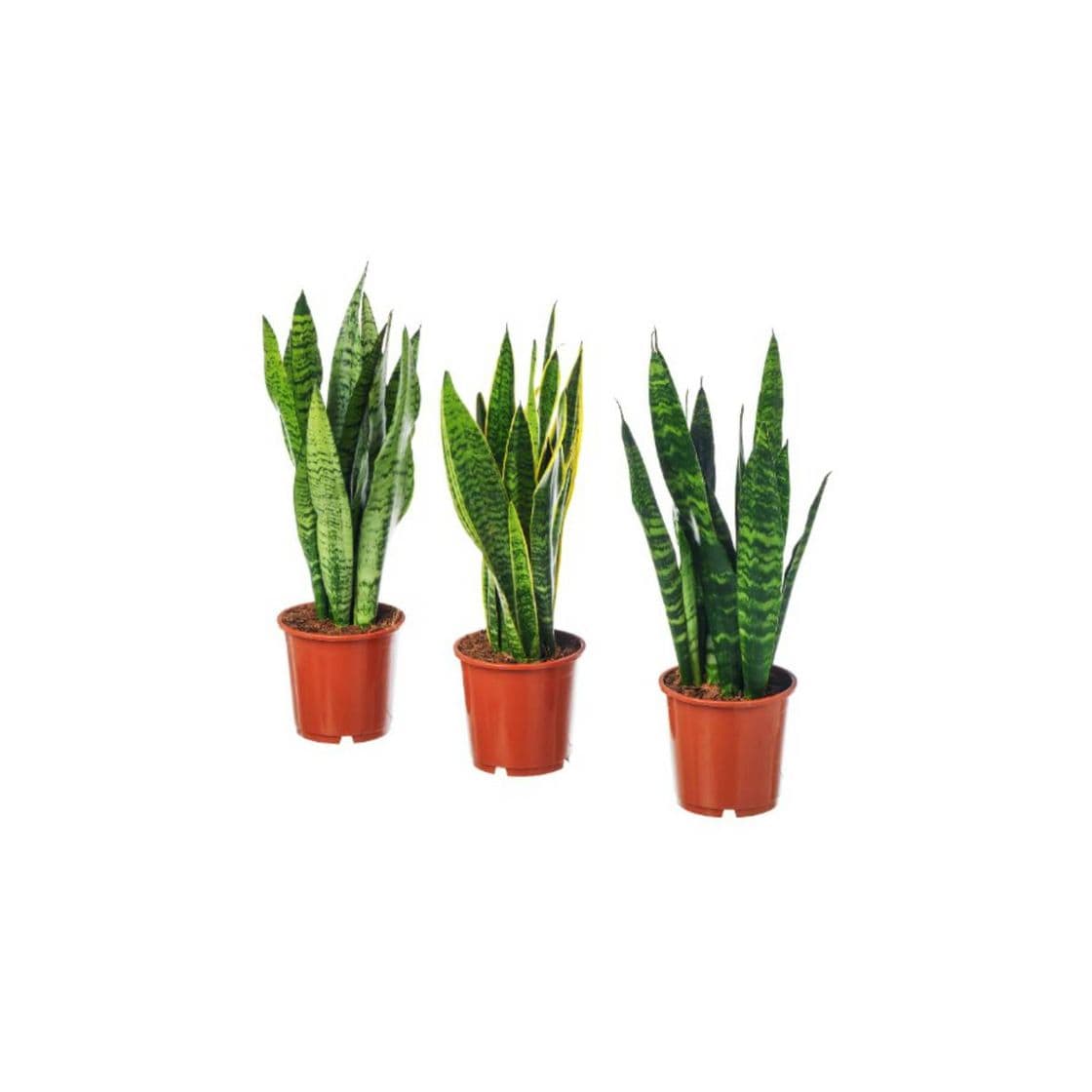 Producto PLANTA IKEA • SANSEVIERIA TRIFASCIATA