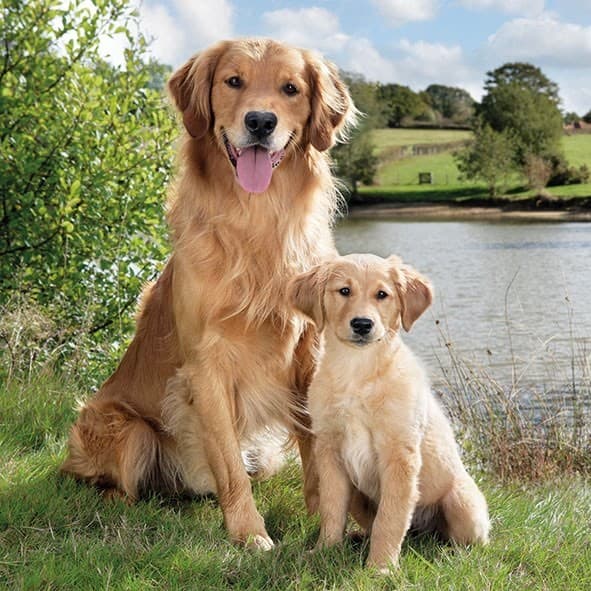 Moda Golden Retriever