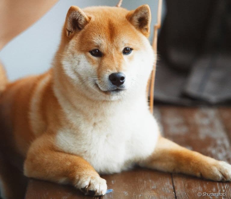 Moda Shiba Inu