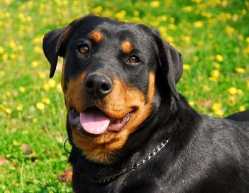 Moda Rottweiler